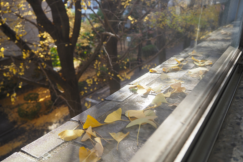 12月。イチョウの葉も随分と落ちました